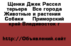 Щенки Джек Рассел терьера - Все города Животные и растения » Собаки   . Приморский край,Владивосток г.